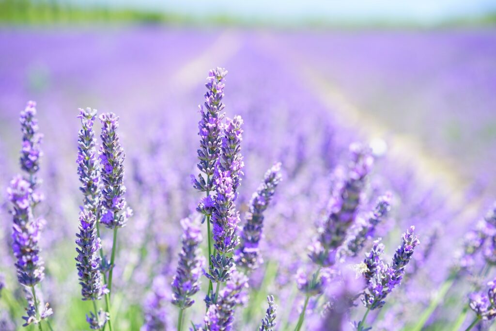 field of lavender plants