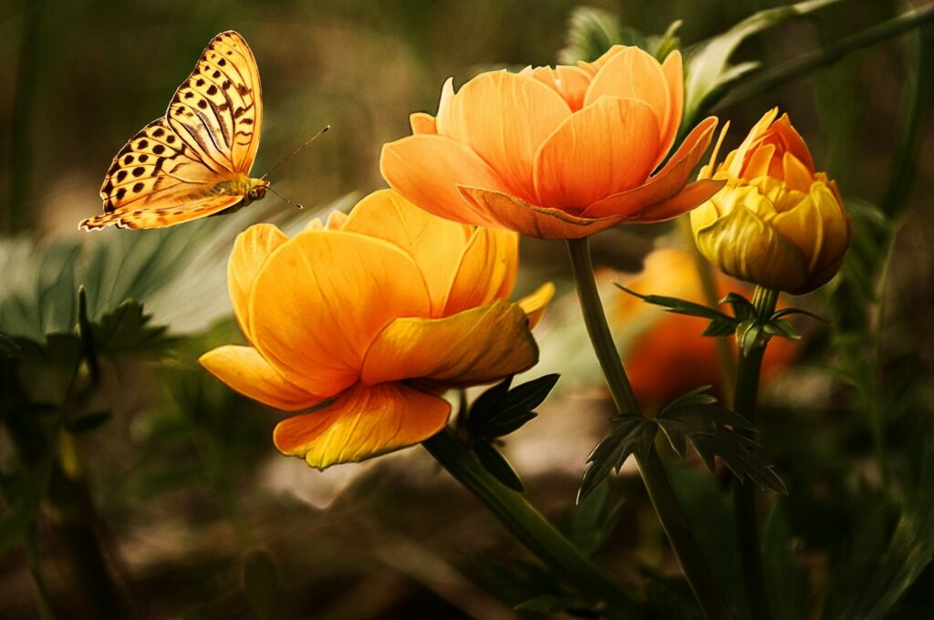 orange butterfly and flowers