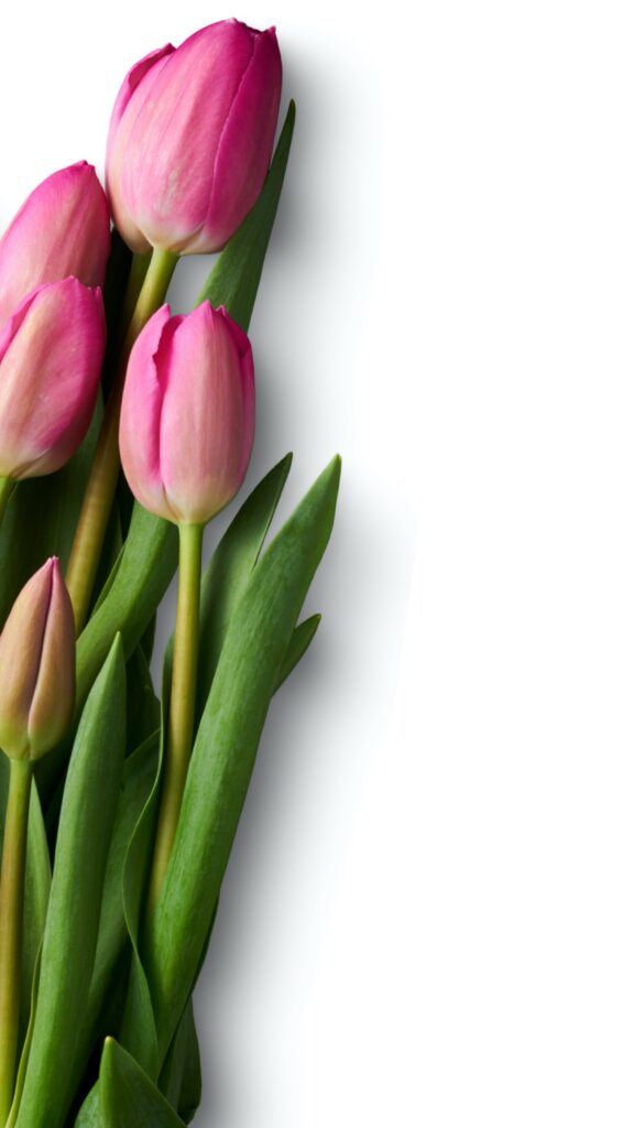 Tulips for Weddings