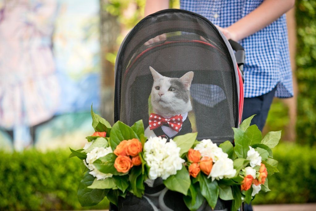 Cat in stroller at a wedding