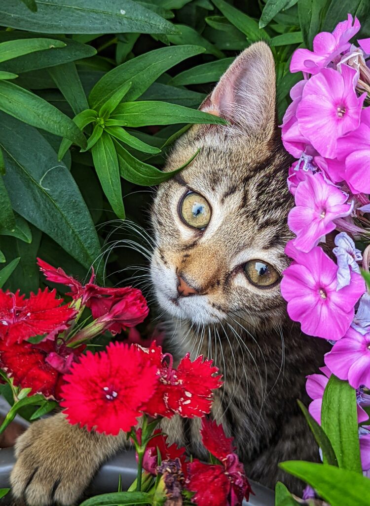 Cat with red and pink flowers