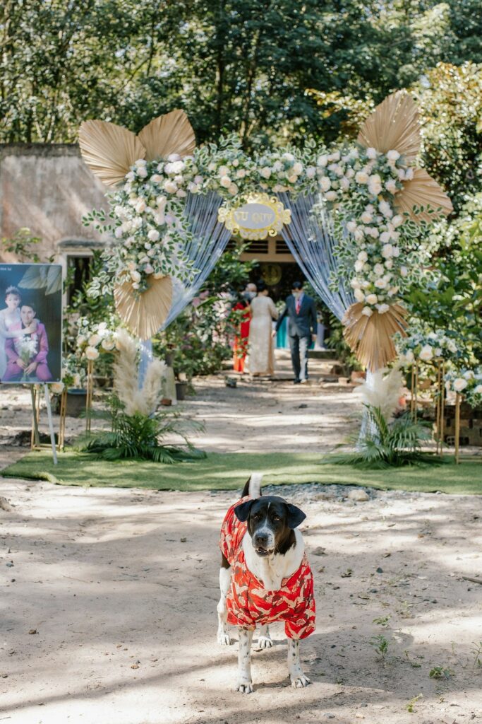 dog at a wedding