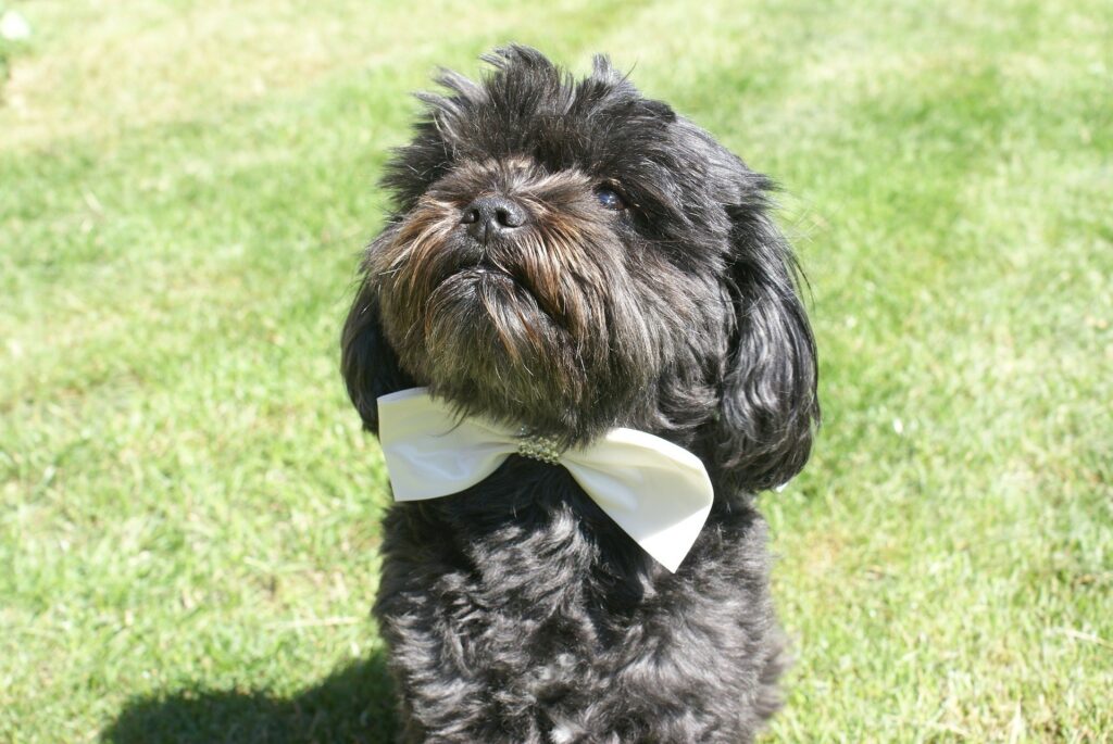 black dog in white bow tie
