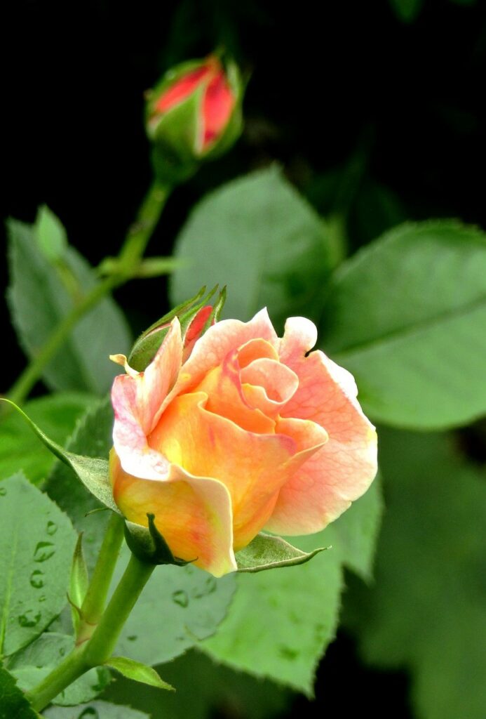 apricot colored rose