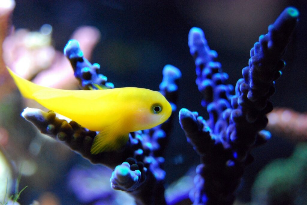 yellow fish and Marine blue plant