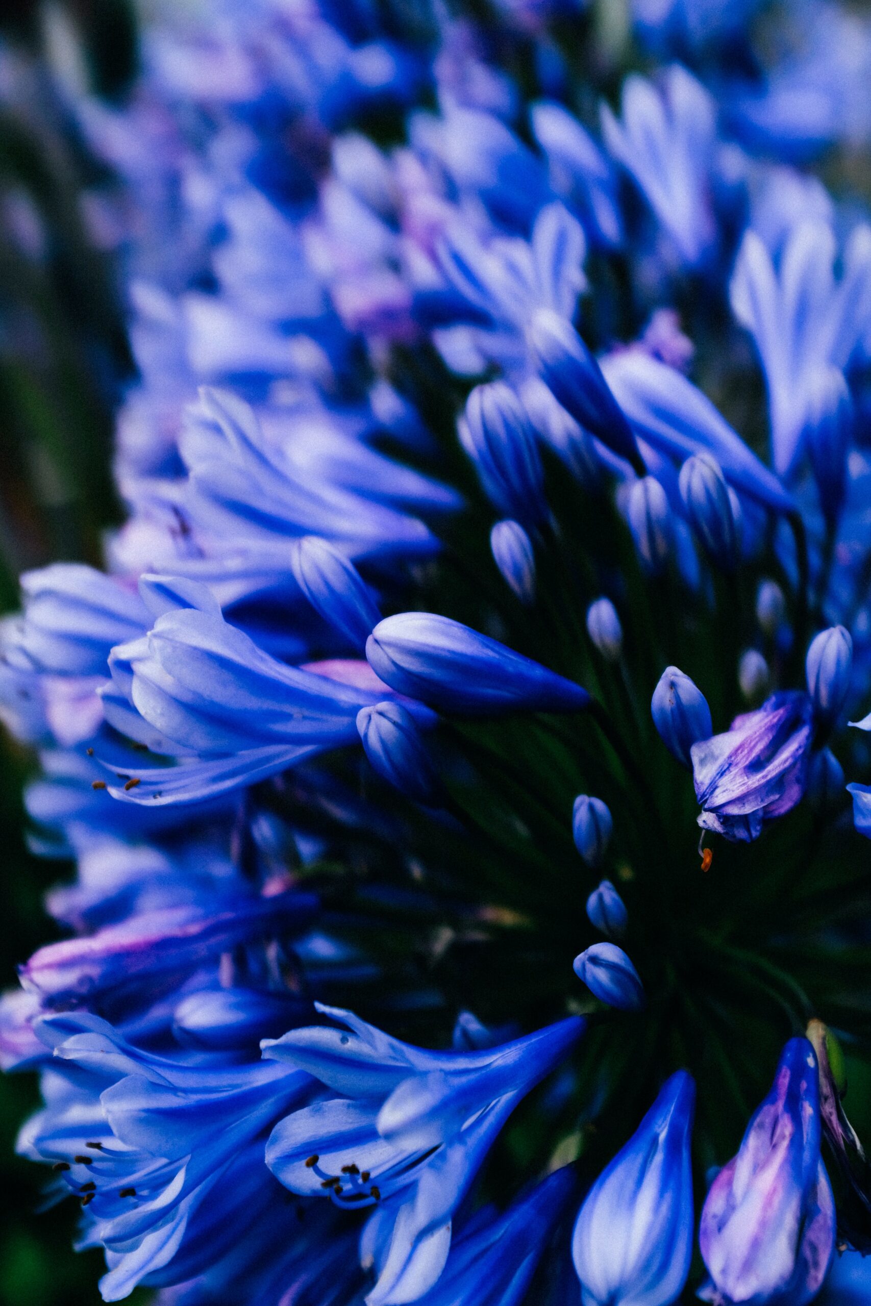 Agapanthus, or Lily of the Nile or Blue African Lily