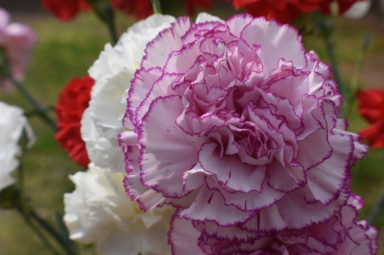 carnations in 3 colors--lavender, white, and red