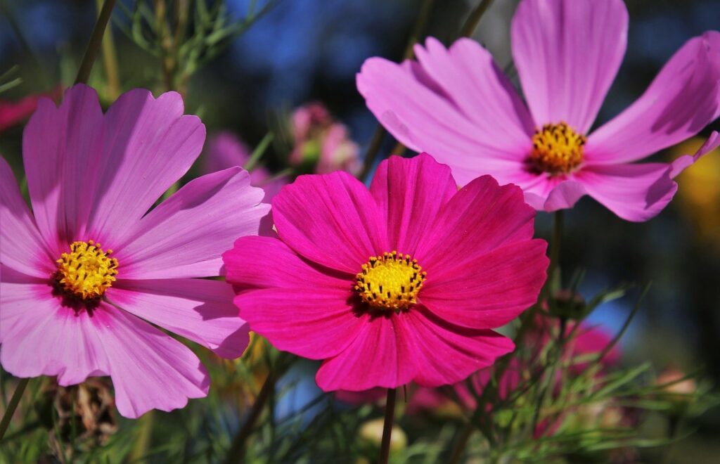 Cosmos flower in two shades of pink