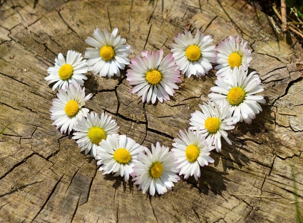white and yellow daisies in the shape of a heart