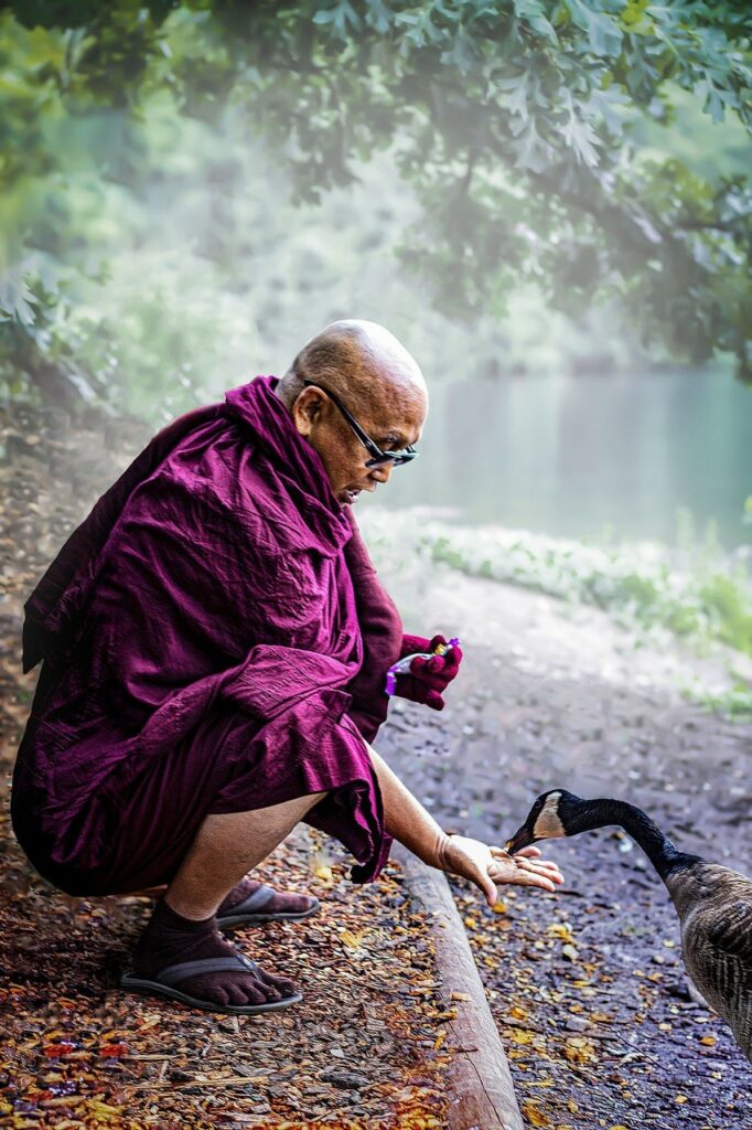 Monk feeds goose