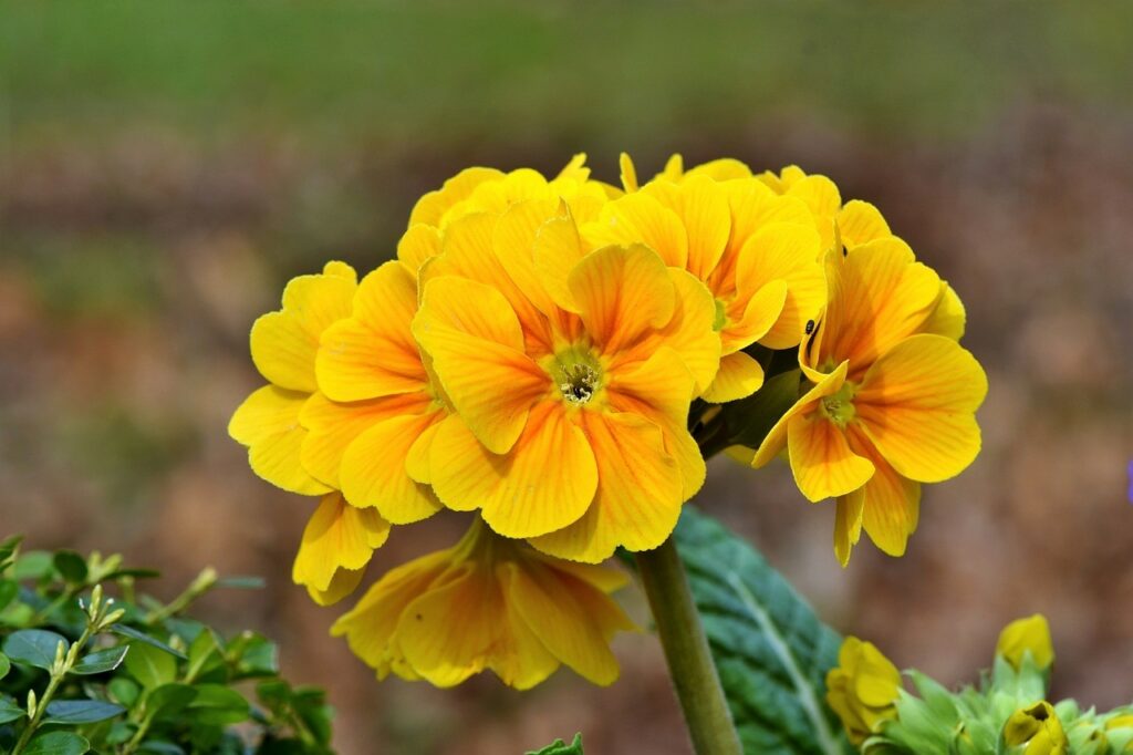 yellow primroses for weddings