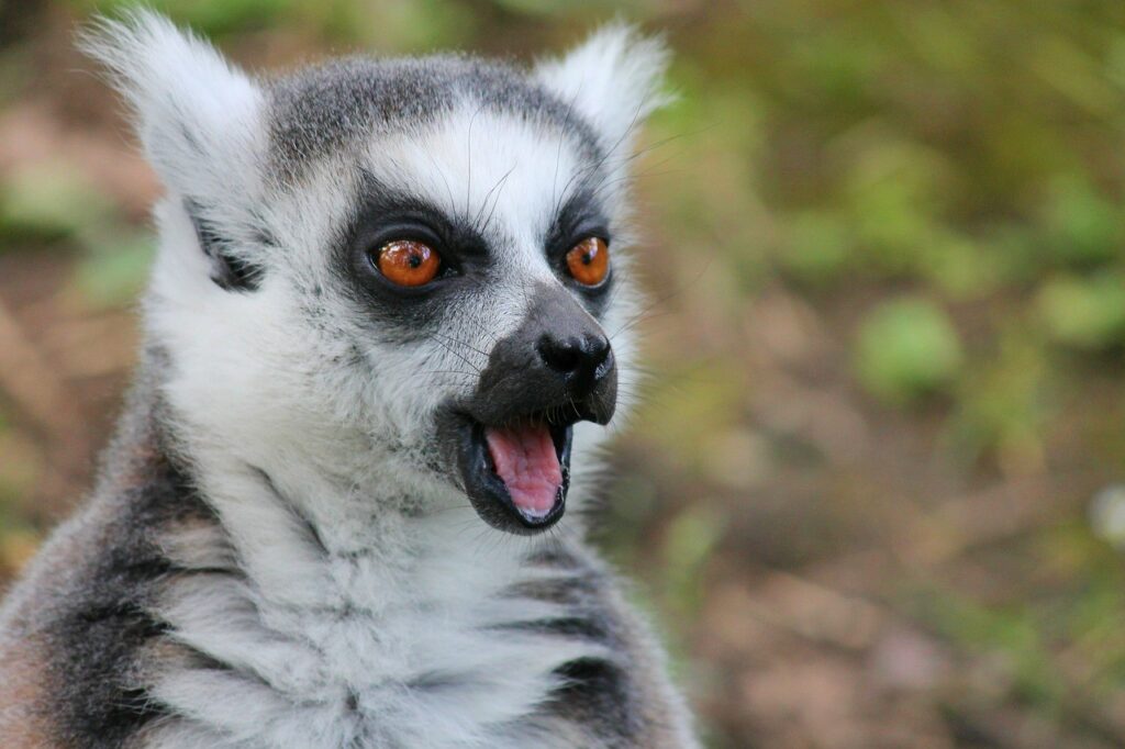 scared lemur