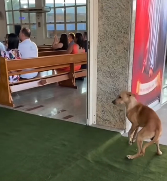 dog at the church's entry hall