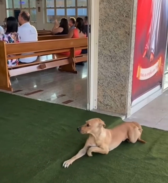 dog lying down in church foyer