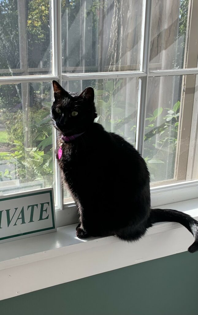 Millie, a lovely black cat