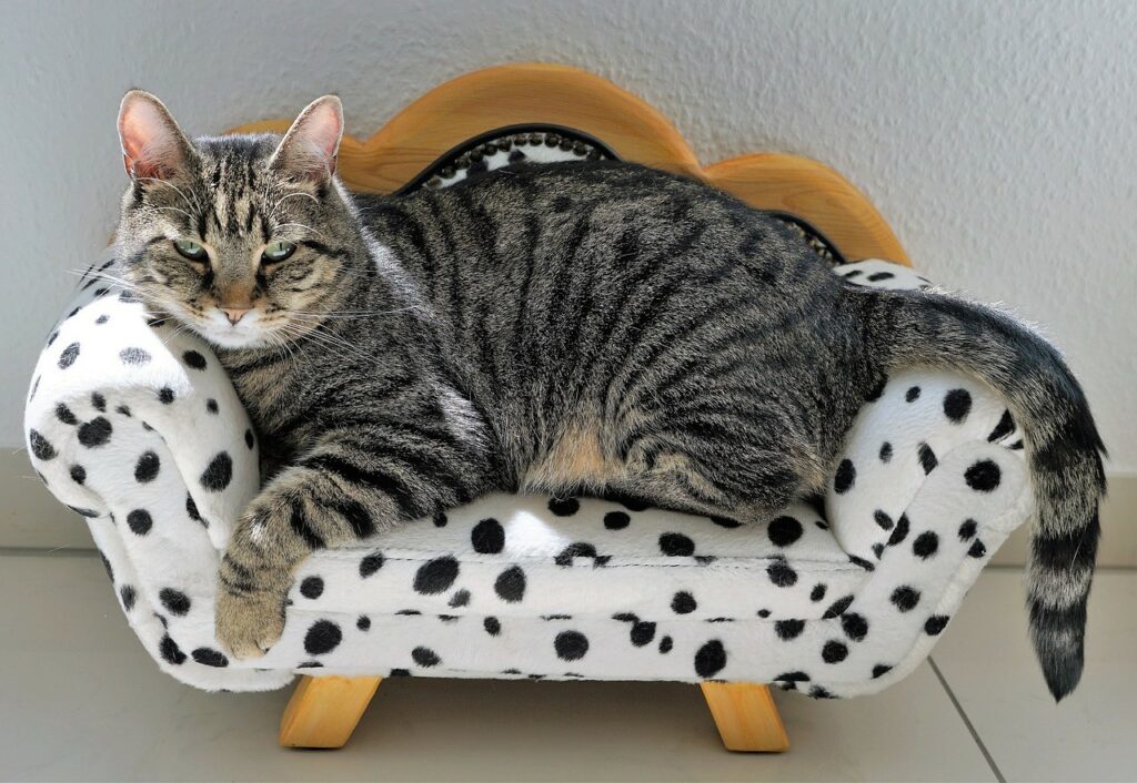 gray tabby cat on small sofa