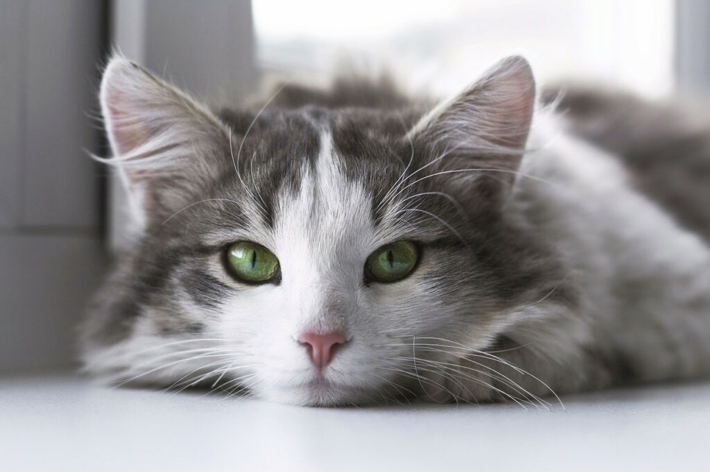 gray cat with white moonbeam face and green eyes