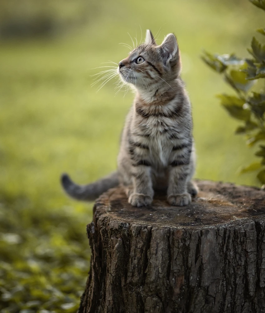 Gray kitten sits on a tree stump YourTango.com