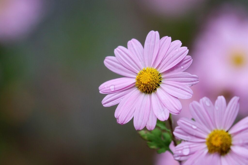 pink daisies with yellow centers