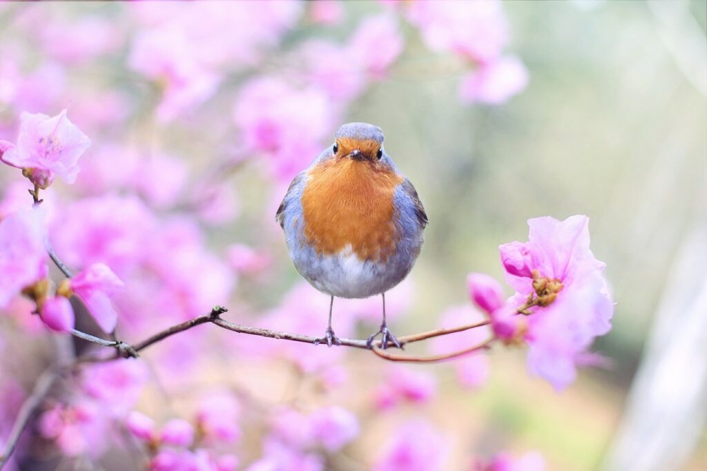 robin surrounded by pink blossoms