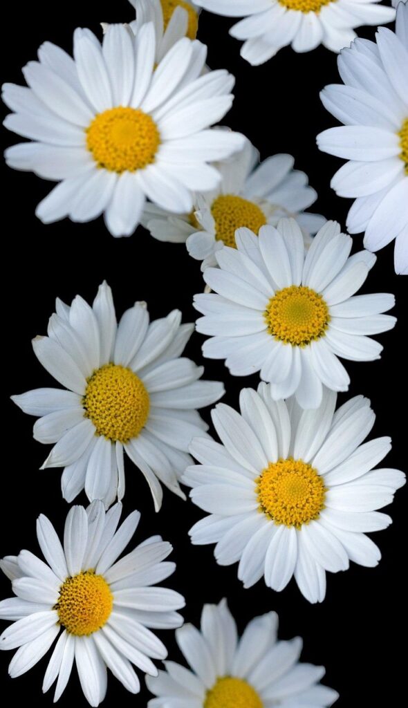 white daisies with yellow centers