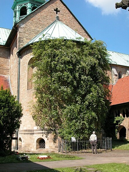 Hildesheim Cathedral rose bush
