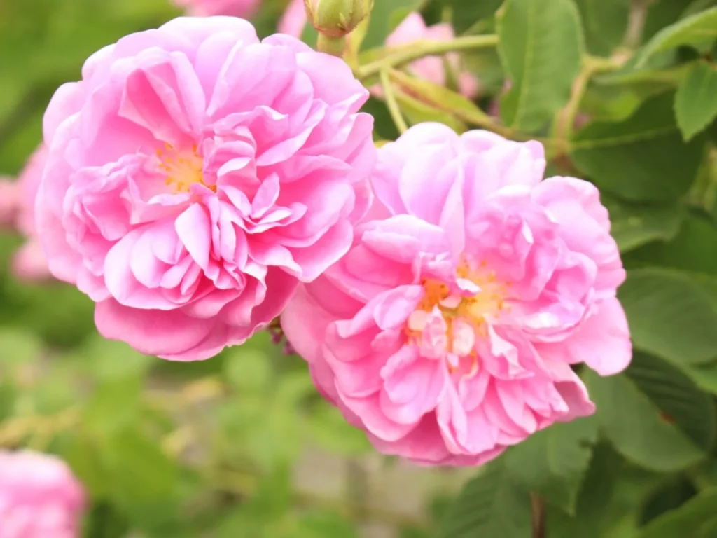 two pink Old Garden Roses (GardeningKnowHow.com)