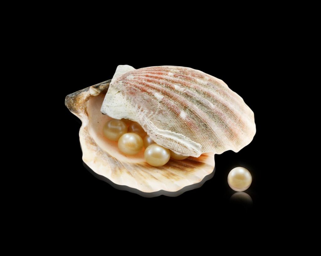 white pearls in an open oyster shell