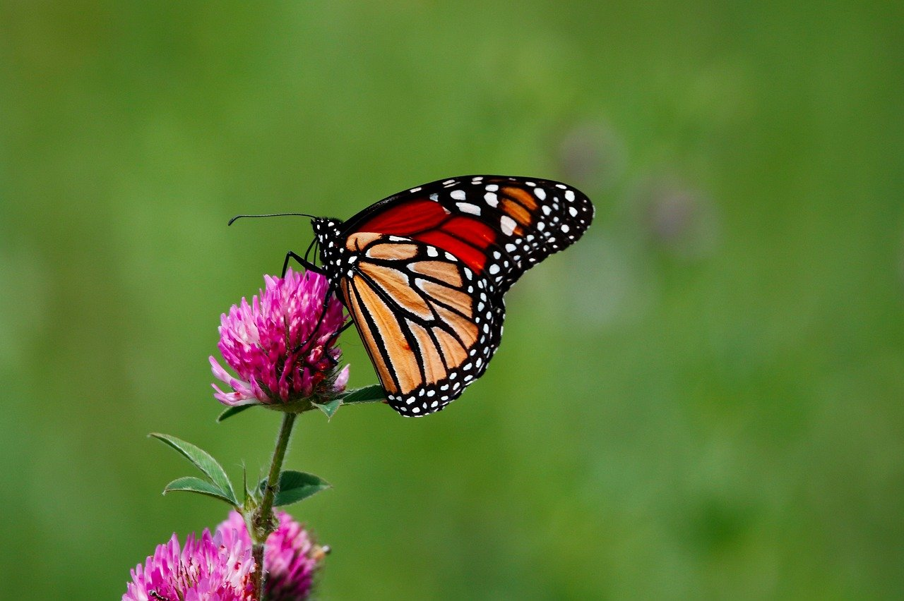 Monarch Butterfly on a pink flower Pixabay