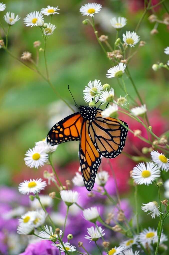 Monarch Butterfly on white flowers Pixabay