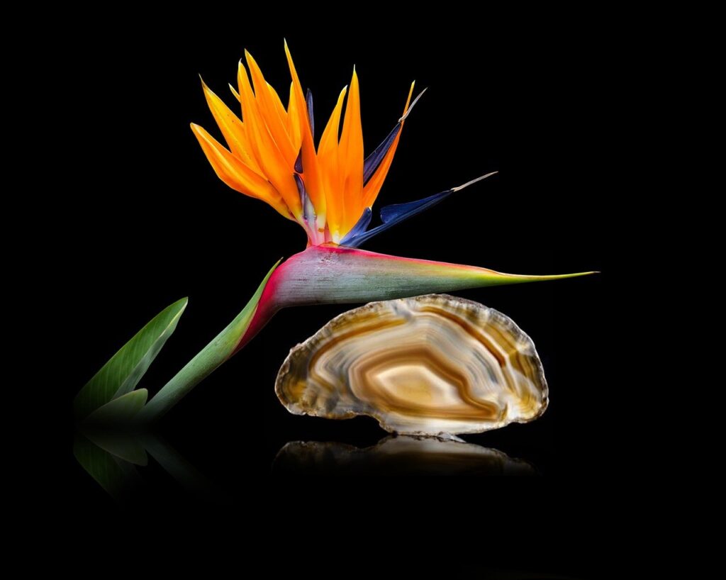 bird of paradise flower and agate Pixabay