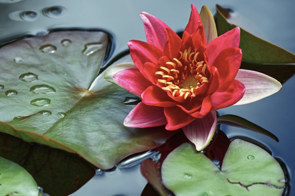 red water lily PXBY