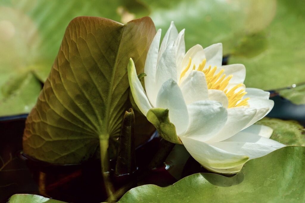 white water lily Pixabay