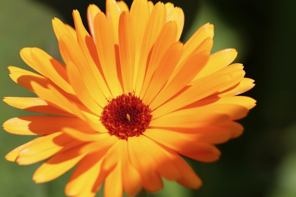 orange calendula from Pixabay