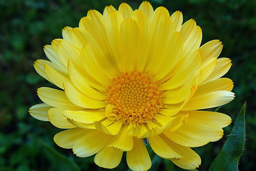 yellow calendula Pixabay.com