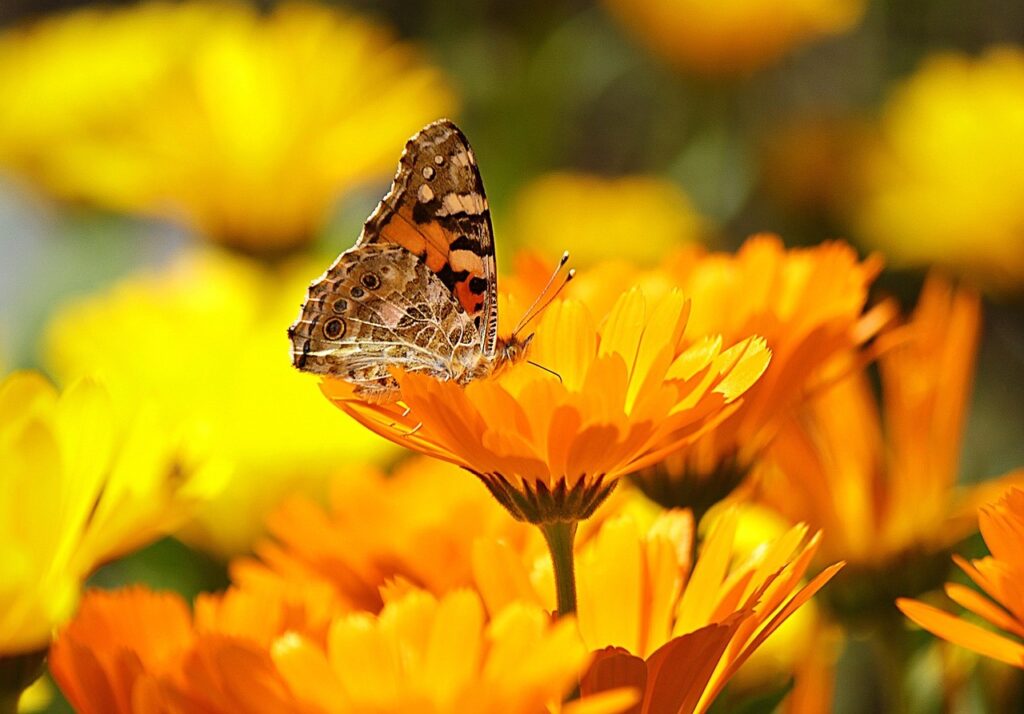 orange and yellow calendulas with a butterfly Pixabay