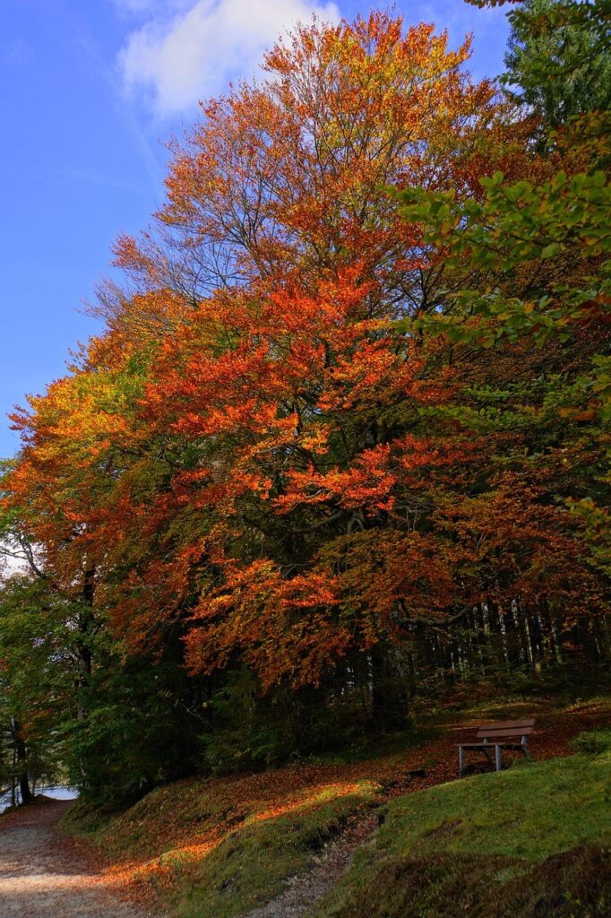 fall tree turning red Pixabay