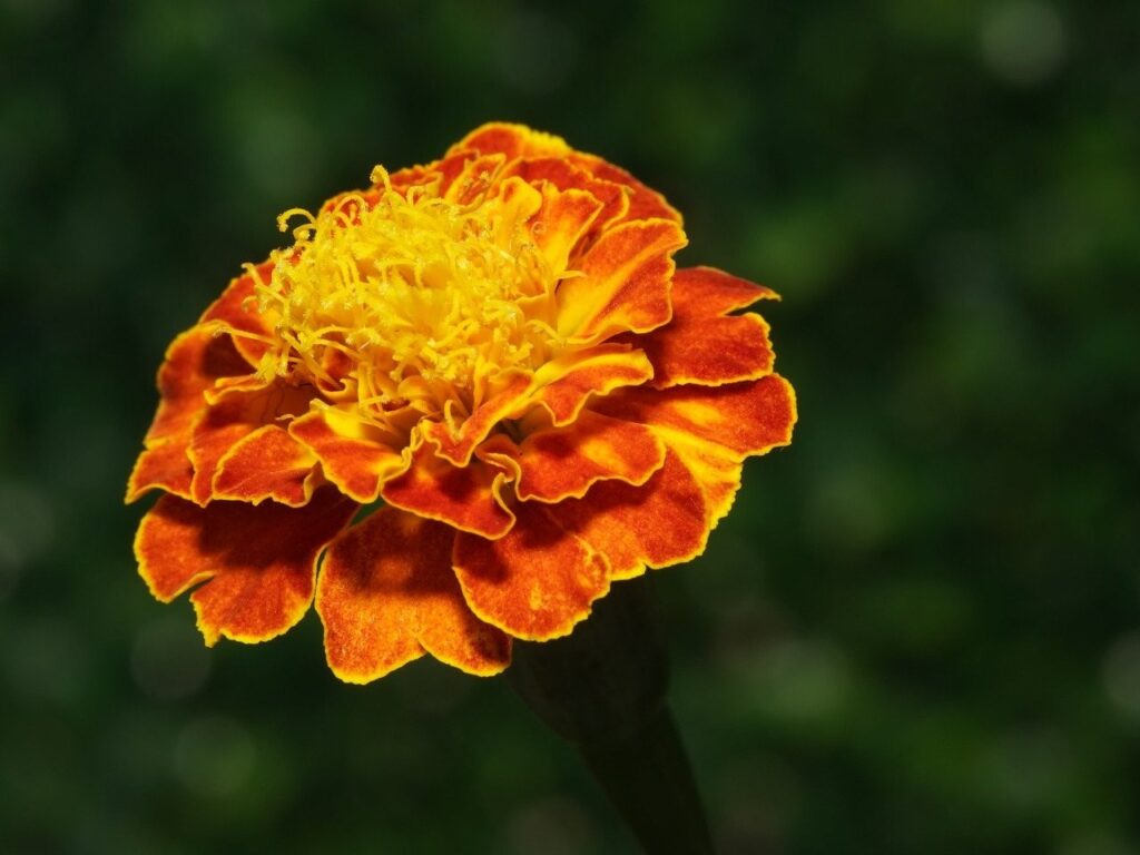 marigold Pixabay