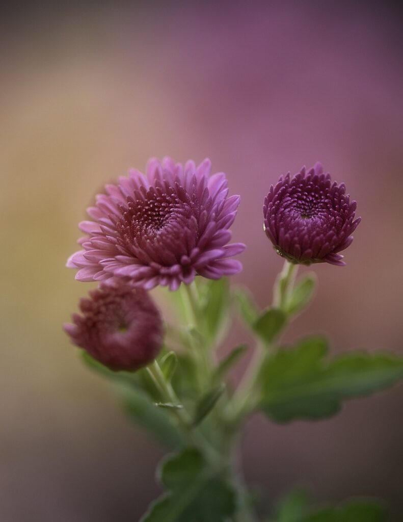 chrysanthemums pink PXBY