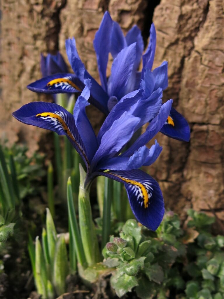 iris blue and yellow PXBY