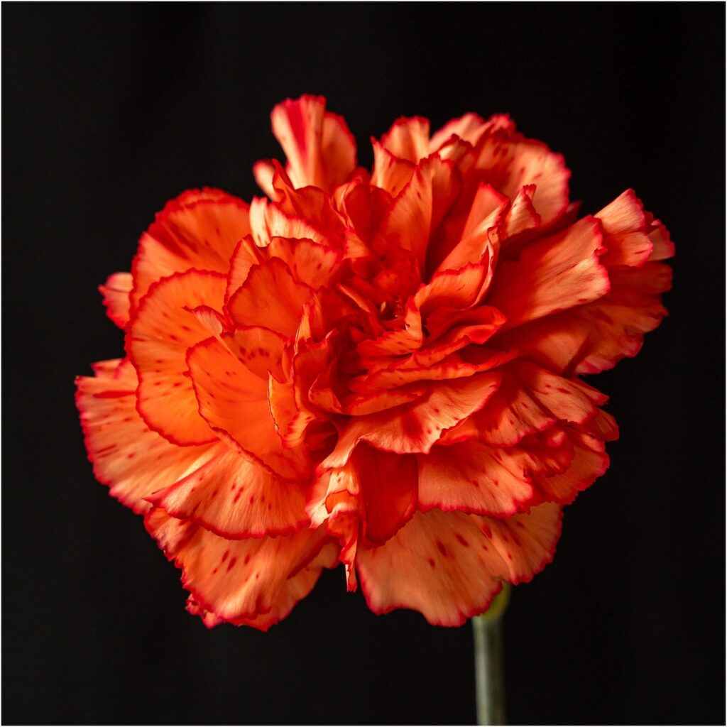 large red carnation PXBY