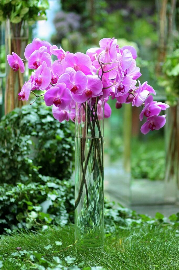 Pink orchids in a vase Pixabay