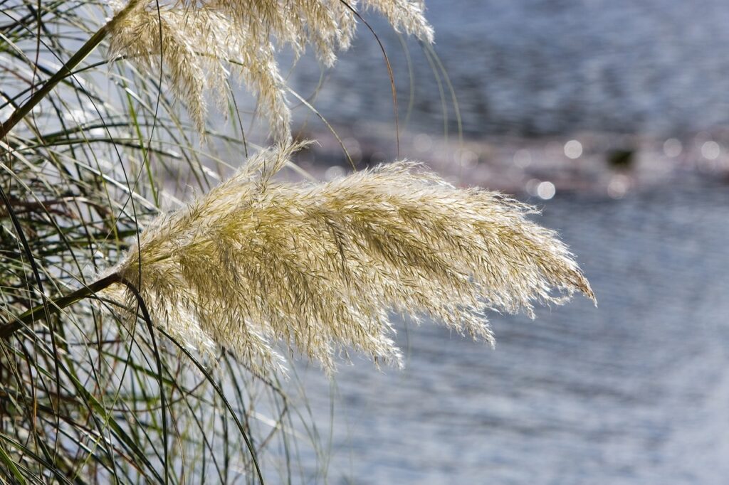 pampas-grass PXBY