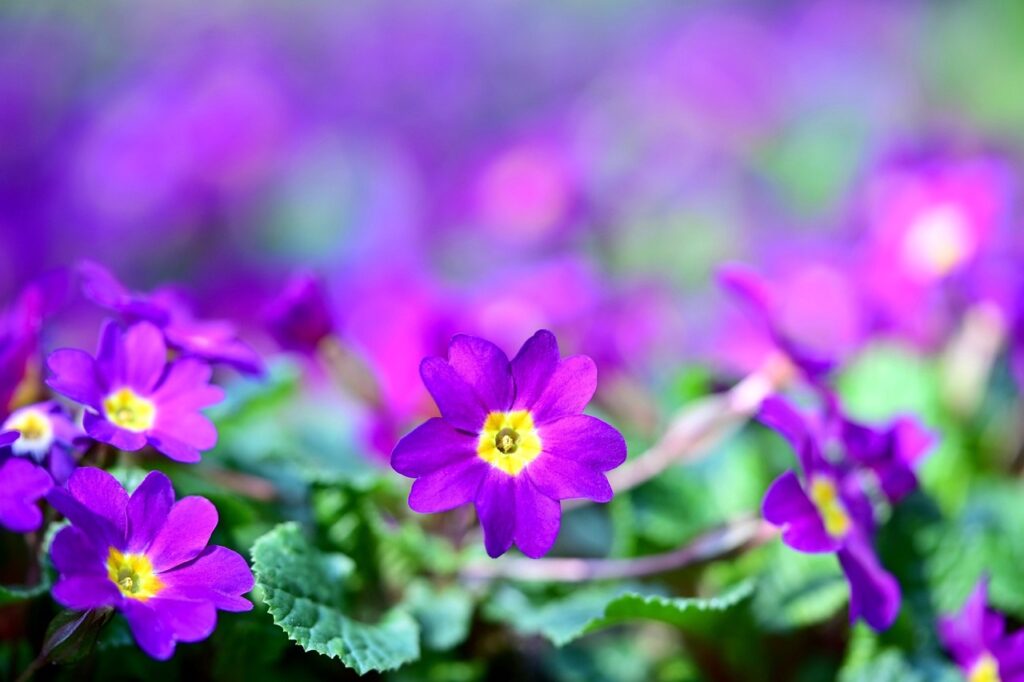 primrose purple PXBY