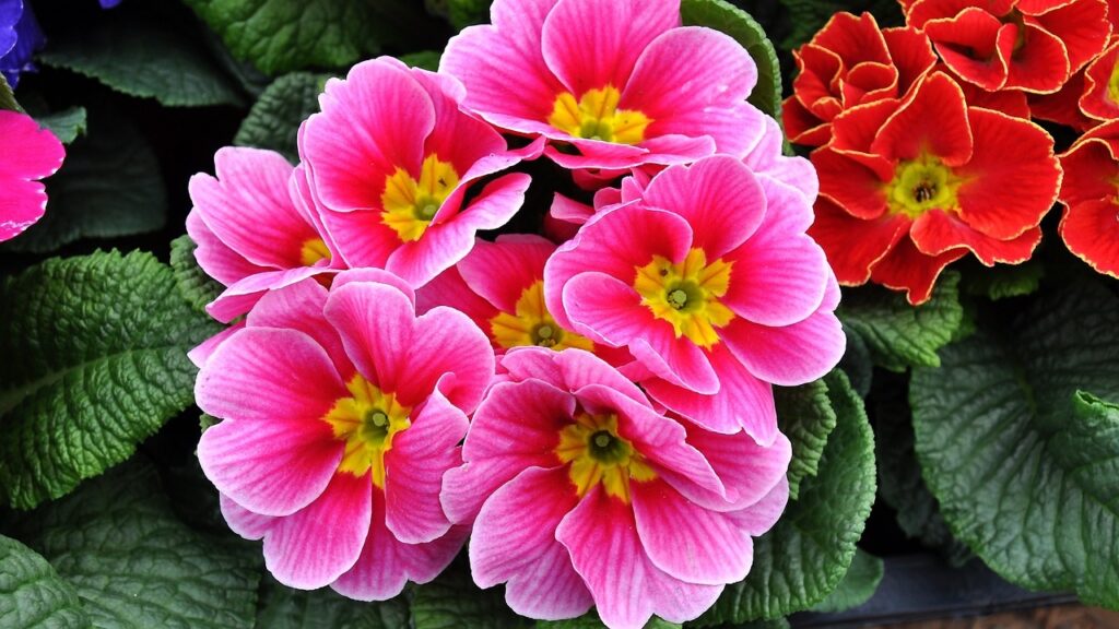 primroses pink and red PXBY