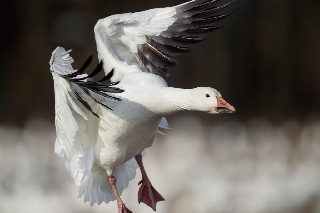 snow goose landing PXBY