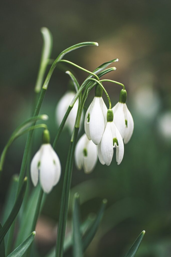 snowdrops Pixabay