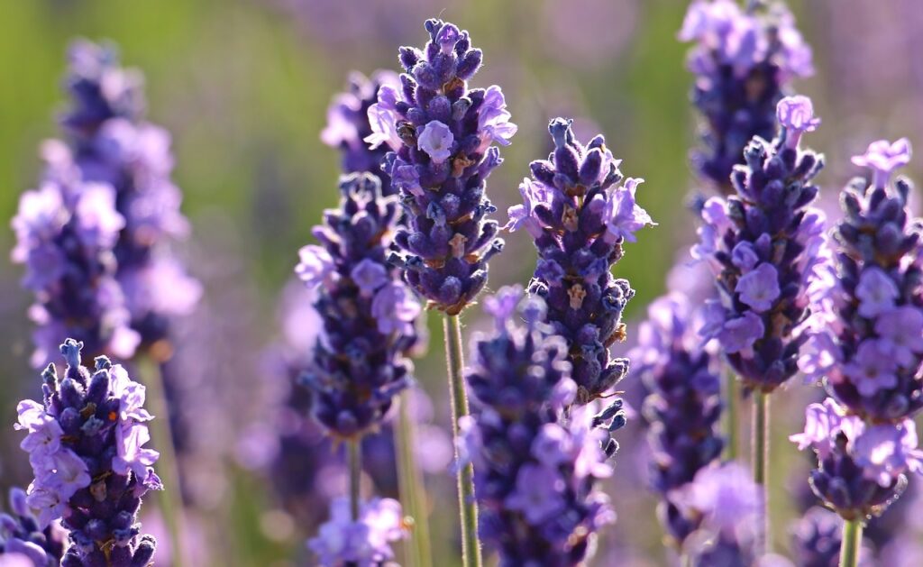 lavender Pixabay