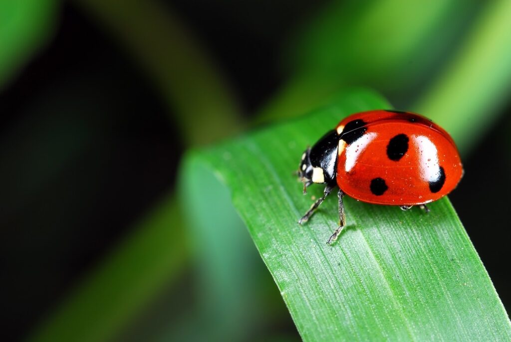 ladybug on a green leaf Pixabay