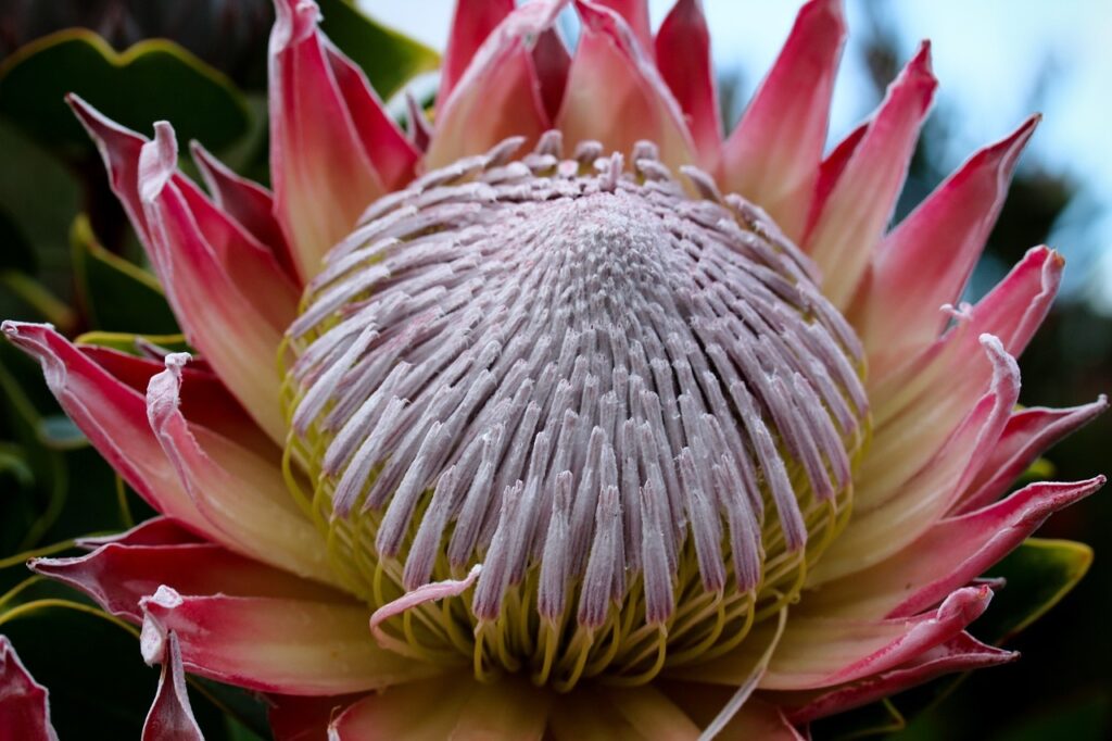 pink protea Pixabay